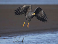 Envol de la Common Black Hawk. © Noé Terorde