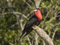 Le mâle de Frigatebird possède cette étrange poche à la gorge qu'il gonfle pour la parade. © Noé Terorde