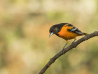 Une magnifique Oriole de Baltimore. © Noé Terorde