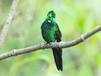 Colibri aux couleurs de Matrix. © Noé Terorde