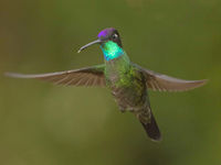 Colibri sous un rayon de soleil. © Noé Terorde