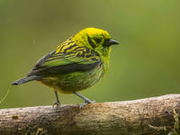 Emmerald Tanager, caractérisé par cette tache noire dans le coup. © Noé Terorde