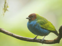 Bay-headed Tanager, un peu fatigué par la pluie... © Noé Terorde