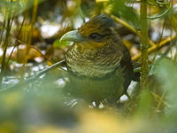 Le Rufous-vented Ground-Cuckoo, une espèce qui fait rêver de nombreux ornithologues... © Noé Terorde