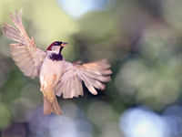 Moineau en vol ! © Marc Costermans