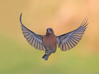 Attention devant ! © Marc Costermans