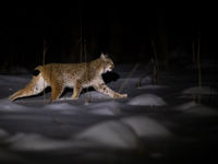 Europese lynx Euraziatische natuurreis Estland Starling reizen