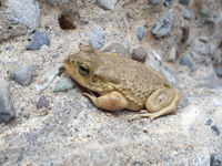 Nous avons également croisés quelques amphibiens durant ce séjour. © Noé Terorde