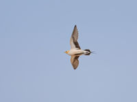 Un mâle de Spotted Sandgrouse cherche un point d'eau. © Noé Terorde