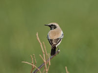 Le traquet du désert (Desert Wheatear) est parfaitement à sa place à Oman. © Noé Terorde