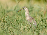 Indian Pond Heron de Mascate. © Noé Terorde