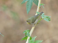 Les Abyssinian White-eyed ne se retrouvent qu'autour de Salalah où ils sont très courants. © Noé Terorde