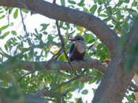 Le Grey-headed Kingfisher est un splendide martin-pêcheur originaire d'Afrique. © Noé Terorde