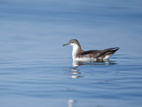 Le Persian Shearwater était le plus courant durant notre sortie en mer. © Noé Terorde