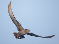 Flesh-footed Shearwater lors de notre sortie en mer. © Noé Terorde