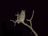 Arabian Eagle Owl lors d'une sortie nocturne dans le sud du pays. © Noé Terorde