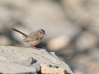 Dromoïque vif-argent de Jabal Samhan. © Noé Terorde