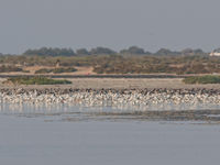 Quelques Crab-Plovers, notamment. © Noé Terorde