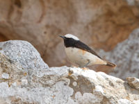 Le mâle Arabian Wheatear ressemble fort à son cousin le traquet deuil (Mourning Wheatear). © Noé Terorde