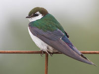 Violet-green swallows vertrekken in september als eerste soort weer naar het zuiden. © Joachim Bertrands