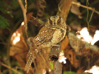 Een mountain owlet nightjar laat zich uitgebreid fotograferen. © Geert Beckers