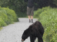 Zelfs in hartje Vancouver is er altijd wel wat wildlife te vinden. © Joachim Bertrands