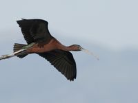 Ibis falcinelle en migration qui cherche un étang où se poser © Patrick Keirsebilck 