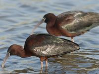 Deux ibis falcinelles aux reflets pourpres typiques © Patrick Keirsebilck 