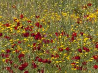 Dankzij de verzengende zomerhitte hebben planten zich aangepast om eerder in het voorjaar plots massaal te bloeien, om zo optimaal te profiteren van de schaarse regenval. © Patrick Keirsebilck 