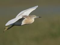 Een ralreiger toont in vlucht de helderwitte vleugels. © Patrick Keirsebilck 