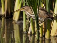 Een vrouwtje woudaap loert naar kleine visjes van uit de rietkant. © Patrick Keirsebilck 