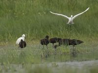 Un groupe mixte d'ibis falcinelles et d'aigrettes garzettes © Patrick Keirsebilck 