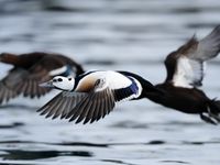 Voyage en Estonie à la recherche de l'eider de Steller © Yves Adams