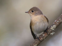 Recherche des oiseaux rares à Ouessant