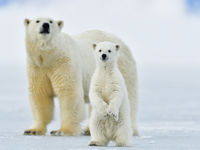 Een jonge ijsbeer kijkt ons recht in de ogen, en mama houdt ons in de gaten! © Yves Adams