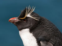 Un rockhopper penguin. © Frederik Willemyns 