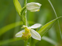 Deze gele bijenorchis was een leuke ontdekking op een vorige trip. © Billy Herman