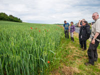 Op zoek naar akkerflora. © Billy Herman