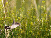 Un mâle de fauvette de Ménétries, une espèce à l'aire de répartition réduite, mais que l'on trouve en Arménie 