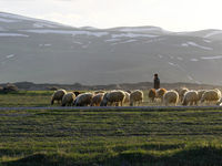 Un berger local avec son troupeau