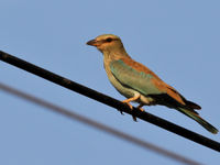 On trouve aussi des oiseaux très colorés en Arménie, comme ce Rollier