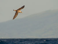 Kuhls pijlstormvogel doorklieft het luchtruim. © Billy Herman