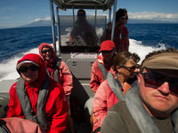 Een selfie op volle snelheid, op weg naar voedselrijke wateren. © Billy Herman