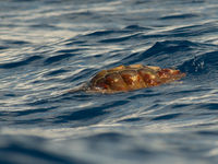 Een zeeschildpad gespot! Met wat geluk wacht hij even met duiken en kan je hem van dichtbij bekijken. © Billy Herman