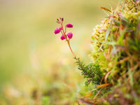 Tal van heidesoorten waaronder dit dopheiplantje floreren welig in het zachte klimaat. © Billy Herman