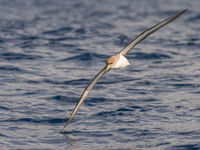 Een kuhls pijlstormvogel gaat voor het betere bochtenwerk. © Billy Herman