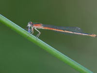 Het oranje lantaarntje is een soort die zich uitsluitend parthenogenetisch voortplant op de eilanden. © Billy Herman