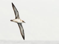 Grote pijlstormvogels broeden rond Antarctica en overwinteren hier tijdens de noordelijke zomer. © Billy Herman