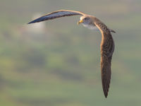 Een kuhls pijlstormvogel, alomtegenwoordig op de archipel. © Billy Herman