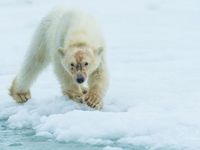 Un zodiac nous permet d'approcher les ours en toute sécurité © Billy Herman